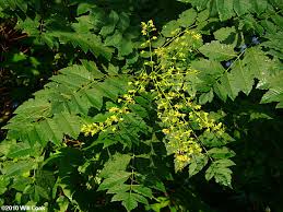 Image result for Koelreuteria