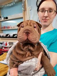 You can save money by adopting a shar pei puppy instead of buying it. Shar Pei Sees Straight After Facelift Operation At Calder Vets Calder Vets