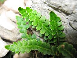Image result for Asplenium rukararense
