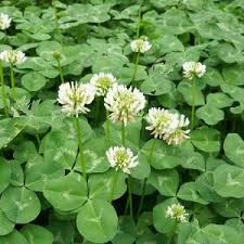 Oxalis stricta weeds that look like clover with yellow flowers. Clover Or Oxalis Lawn Solutions Australia