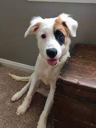 Maybe you would like to learn more about one of these? League City Is Keeping Pets Alive But Only With Community Help The League City Official Website