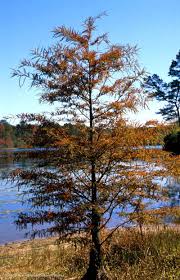 Bald cypress prefers wet feet, and grows well in damp bottomlands and swamps from delaware to south florida, and along the gulf coast into texas. Texas Native Plants Database