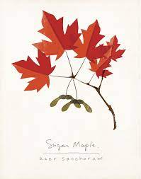 Sugar Maple Autumn Leaves Botanical Print Tree Art Geometric Tattoo Tree Botanical Prints
