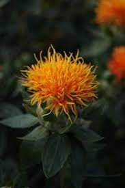 Carthamus Safflower Series Zanzibar Seed Seed Catalogs Seeds Climbing Plants