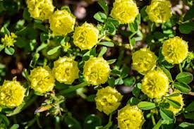 Image result for Trifolium campestre