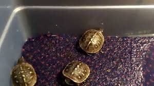Baby Box Turtles Finally Eat On Camera Youtube