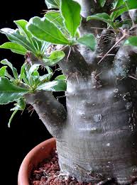 Image result for Pachypodium saundersii