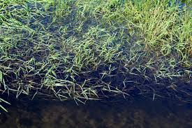 Image result for Glyceria fluitans