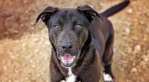German Shepherd Labrador Mix Sheprador Puppies Prices More
