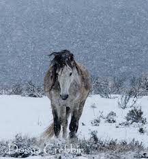 Brumbies Of The Snowy Mountains Australian Native Animals Brumby Horse Horse Life