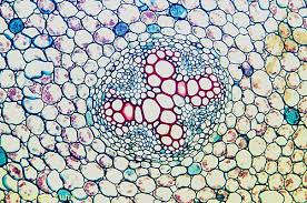 The different images below were taken with two different types of microscopes. Px04 014a Buttercup Root Vascular Cylinder Dicot Ranunculus Spp 100x Photo By Dwight Kuhn Plant Cell Images Microscopic Photography Plant Cell