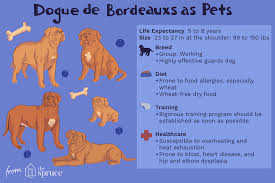 Dogue De Bordeaux Full Profile History And Care