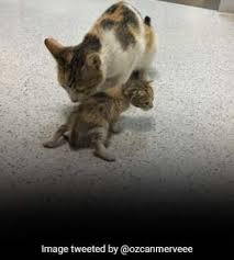 We will close on wednesday, december 23rd at. Stray Cat Brings Sick Kitten To Hospital Medics Rush To Their Aid