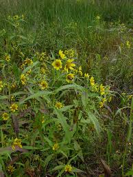 Image result for Bidens kirkii