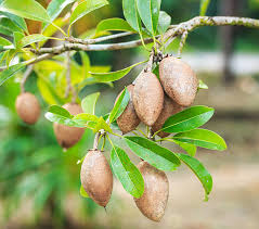 Image result for Manilkara koechlinii