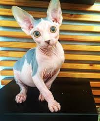 Look at pictures of sphynx kittens who need a home. Sphynx Kittens For Sale Hairless Kittens Sphynx Cat House Usa