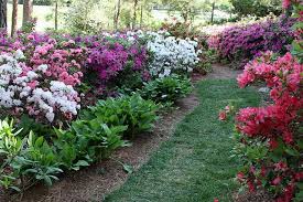 Hosta And Azaleas Azaleas Landscaping Azaleas Garden Garden Yard Ideas