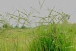 Image result for Urochloa brizantha