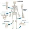 These structures are brought into motion by skeletal muscles. Https Encrypted Tbn0 Gstatic Com Images Q Tbn And9gctspusyzxm Modjgkn1h2qlppn6wxjzxdg4xq3w Higdokcrc O Usqp Cau