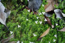 Image result for Mayacaceae