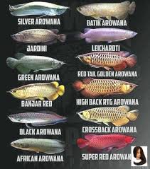 Arowanas Arowanas Arowanas Fish Aquarium Fish Oscar Fish