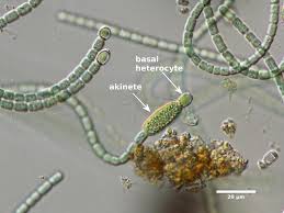 Image result for Cylindropsis