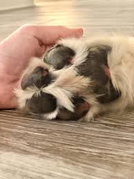 The reality is few cats and dogs pass peacefully, and living with a dying pet can be exhausting. Animal Clinic Of Mandarin Veterinarian In Jacksonville Fl Us Home Euthanasia