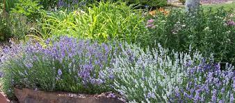 Using Lavender As A Border To Mixed Perennial Bed Perennial Garden Design Perennial Garden Perennials