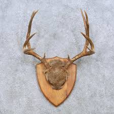 Photo guide to scoring mule deer muley freak. Mule Deer Antler Plaque Mount For Sale 13950 The Taxidermy Store