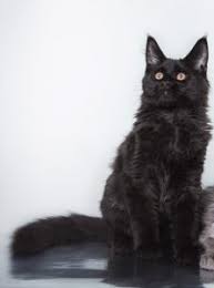 The maine coon is a big cat, well known for its distinctive physical some theorize that this personality trait comes from their ancestors who lived aboard ships most of their life. Black Maine Coon Cats Photos Personality Color Facts Faqcats Com