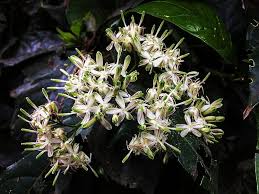 Image result for Tarenna pavettoides