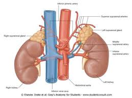 This ultimately derails the production of sperm. Suprarenal Glands Ovary And Testis