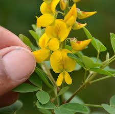 Image result for Crotalaria oocarpa