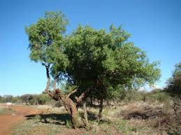 Image result for Searsia leptodictya