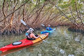 #manatees #nature #awesome #weekiwachee #stpete #florida #canoeing #kayaking #wildlife #outdoors. Small Group Kayak Tour Of The Shell Key Preserve 2021 St Petersburg