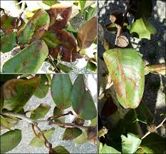 Caring for a flowering camellia. Occurrence Of Botryosphaeriaceae Species Associated With Camellia Dieback In Galicia Nw Spain