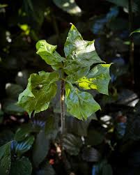 Image result for Anchomanes