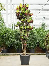 Image result for Codiaeum