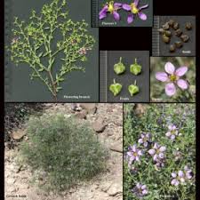 Image result for Zygophyllaceae