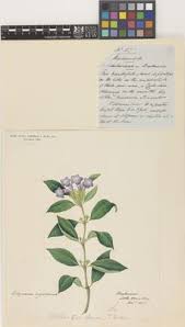 Image result for Buchnera speciosa