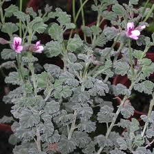 Welcome to our wonderful pelargonium collection, we stock and grow over 600 different varieties, many of which you are unlikely to see in any garden centre. Weihrauchpelargonie Pelargonium Exstipulatum Krauterei Bioland Gartnerei