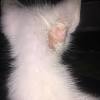 Everyone loves it when our kitties roll over and show us their undersides, right? Https Encrypted Tbn0 Gstatic Com Images Q Tbn And9gcstm Pajov Mkmygaiuqzhb1pxbdzf17ekr5wtdahgxplae7qu8 Usqp Cau