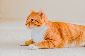 For male cats we have a great variety that move from unique orange cat names to famous orange cat names: 100 Best Orange Names For Your Cat By Kidadl