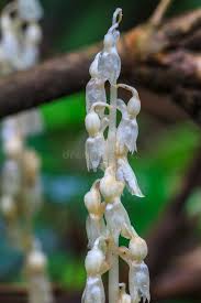 Image result for Epipogium roseum