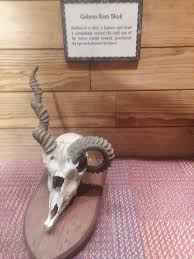 Goat S Horns Kills Itself Goat Horns Horns Badass Pictures