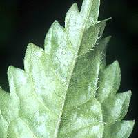 Image result for Lecanthus