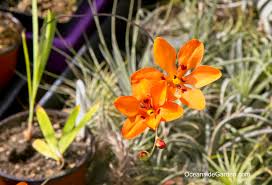 Image result for Tritonia