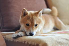 Dog On The Couch How To Set Boundaries Dog Training Nation
