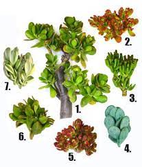 1 Crassula Ovata Jade 2 Crassula Argentea Monstrose Gollum Hobbit 3 Crassula Argentea Finger Jade 4 Cras Jade Plants Jade Plant Care Plants