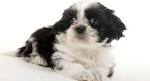 Tiny Tot Shih Tzu | Imperial Shih Tzu Puppies – Tiny Tot ...